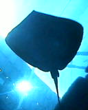 a silhouette of a stingray